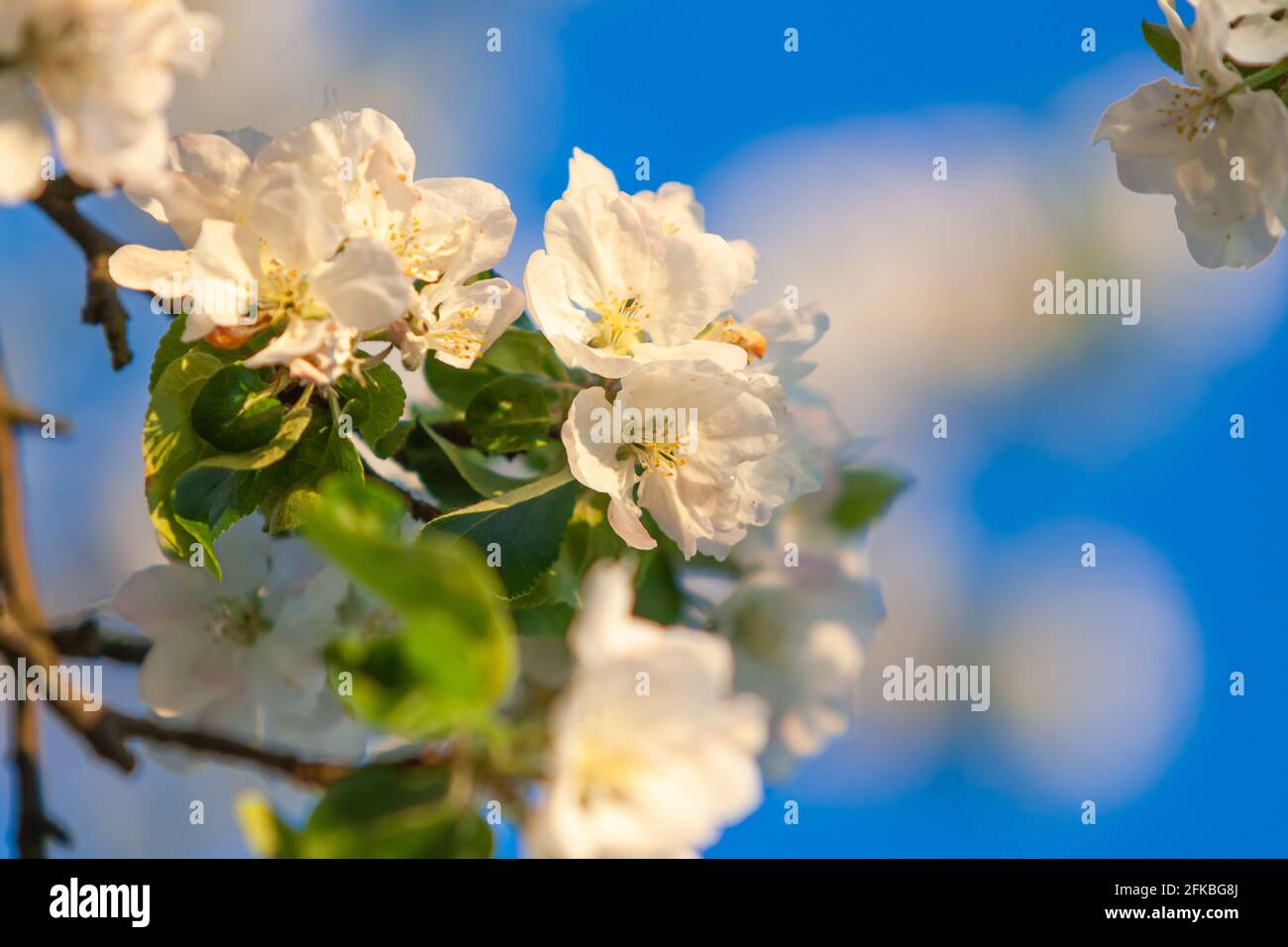 beautiful tree an Apple tree in flower on the green grass with the sun and blue sky - detail photo Stock Photo