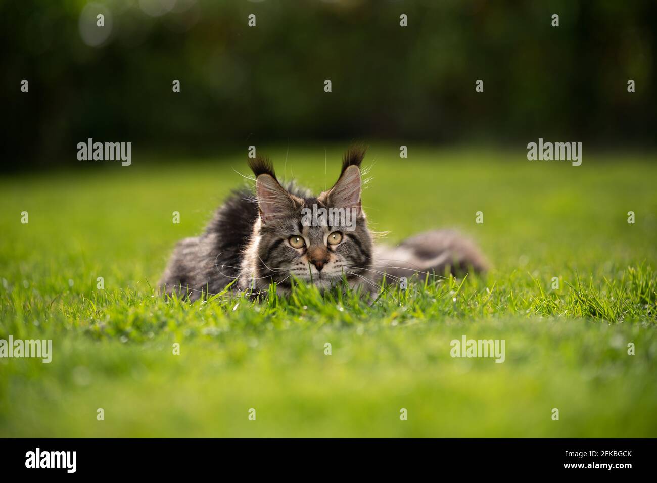 beautiful young tabby maine coon cat with long ear tufts lying on grass