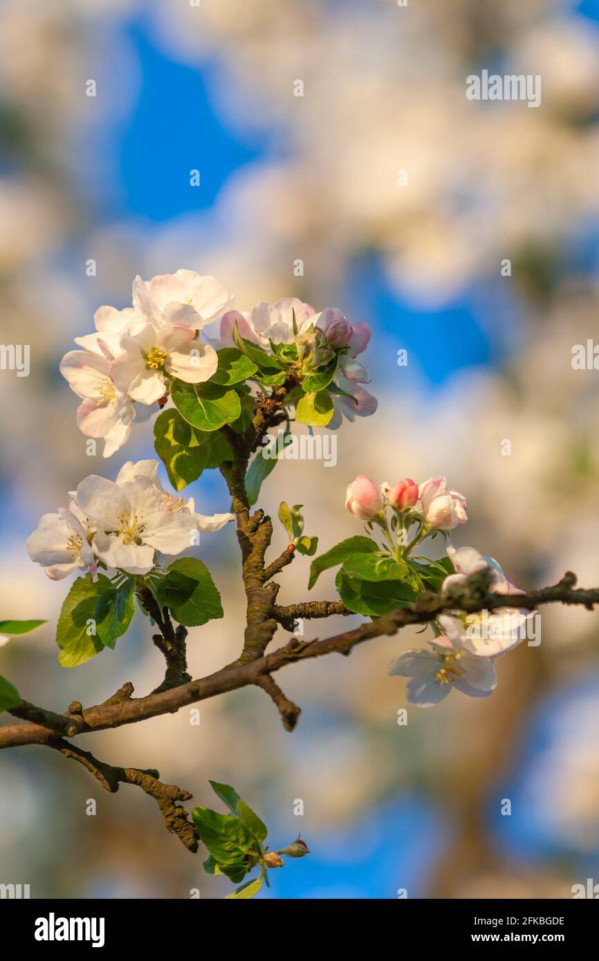 beautiful tree an Apple tree in flower on the green grass with the sun and blue sky - detail photo Stock Photo