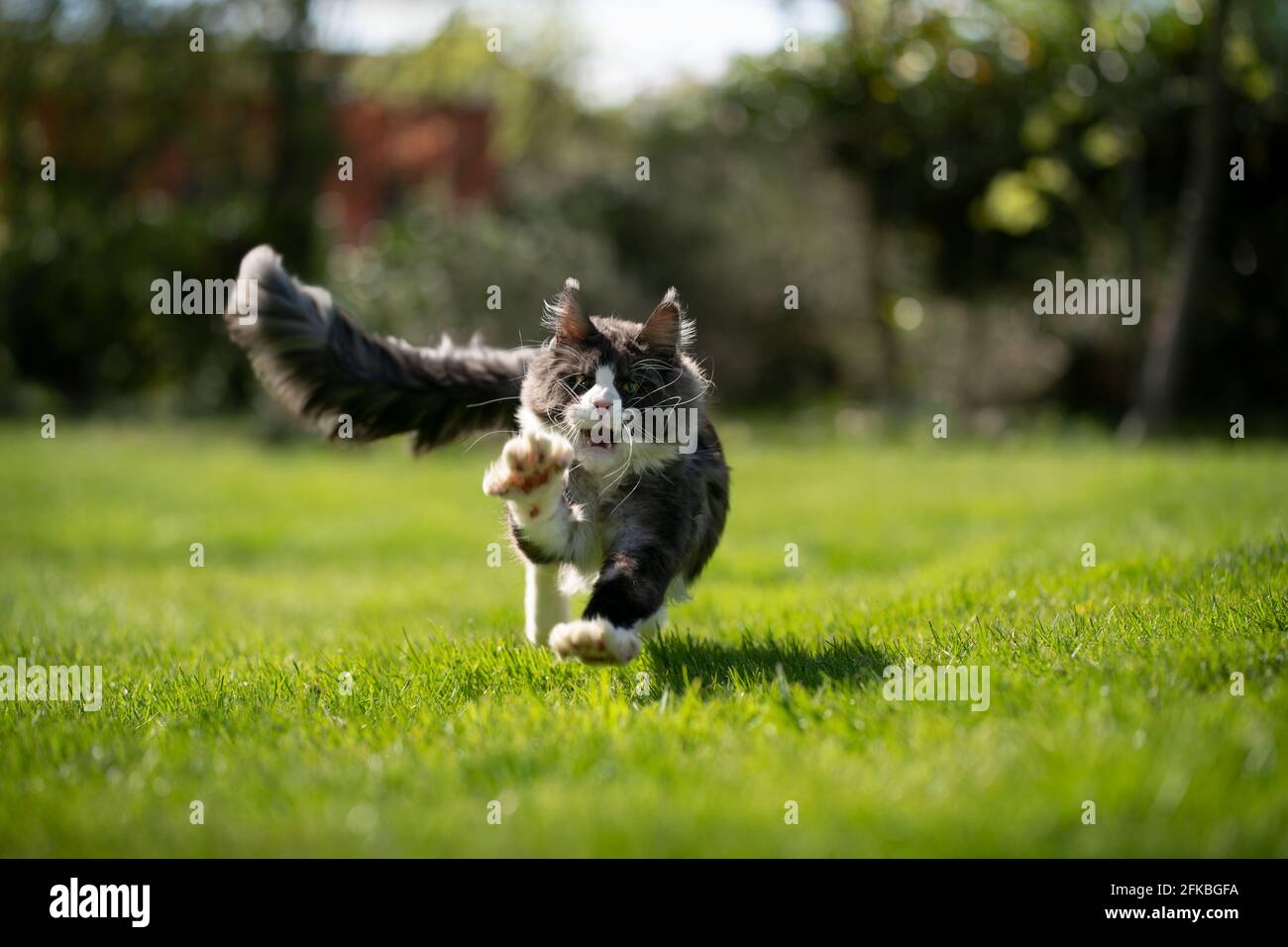 tuxedo maine coon cat hunting running at camera outdoors in sunny garden Stock Photo Alamy