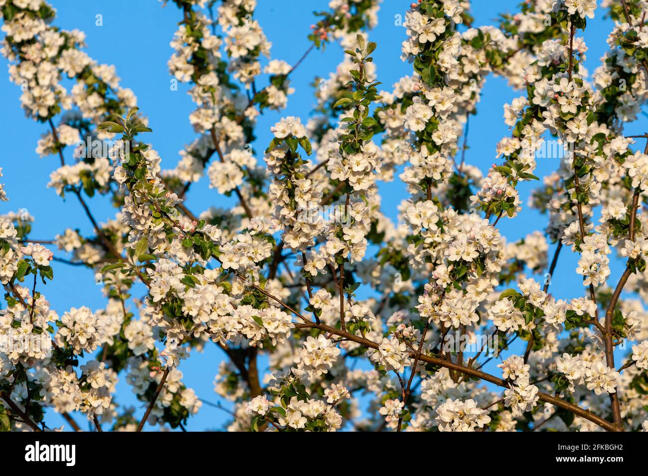 beautiful tree an Apple tree in flower on the green grass with the sun and blue sky - detail photo Stock Photo