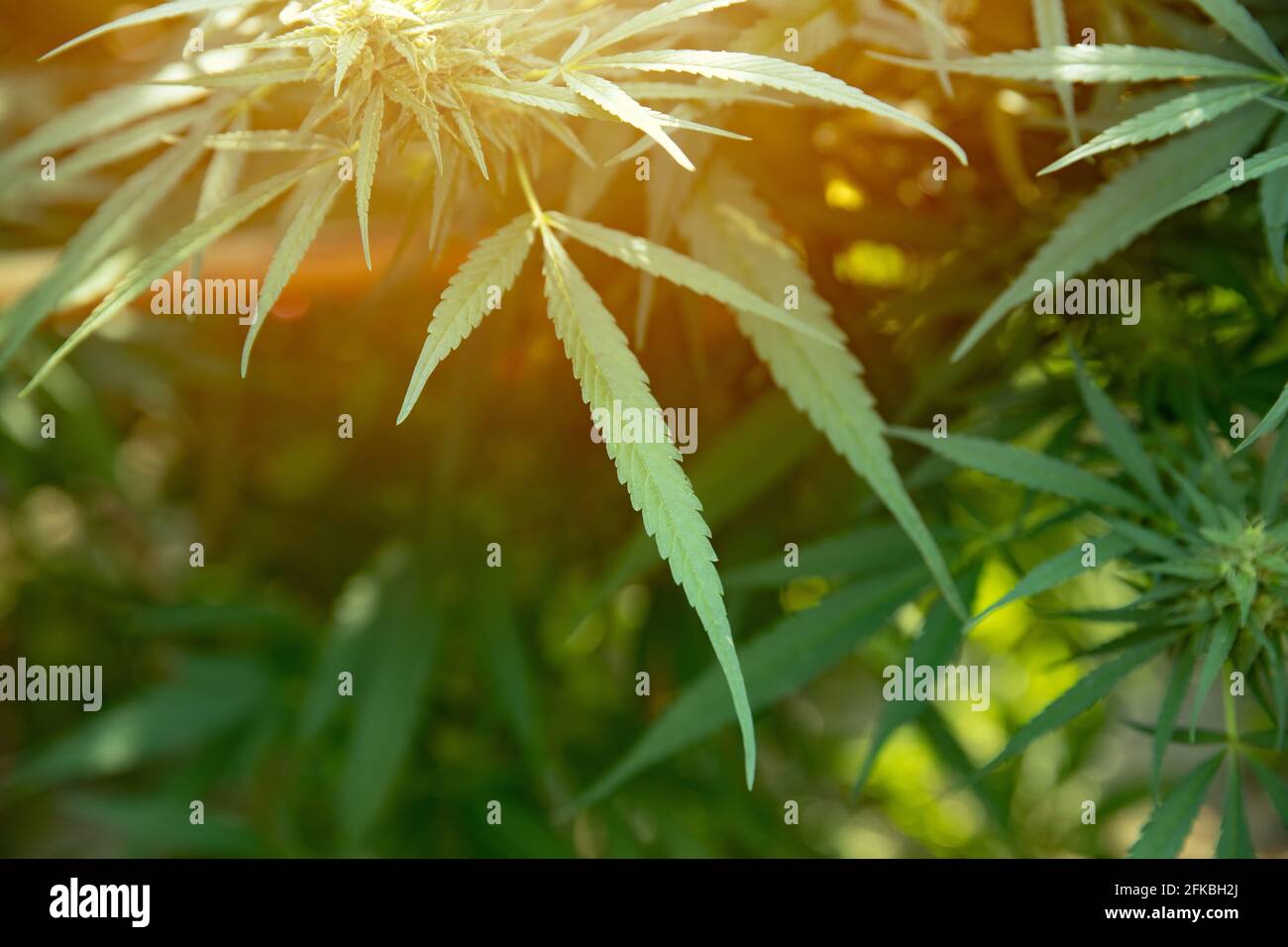 Thai Marijuana leaves, Cannabis or Hemp illegal plant Asian Thai Species agriculture farm. Stock Photo