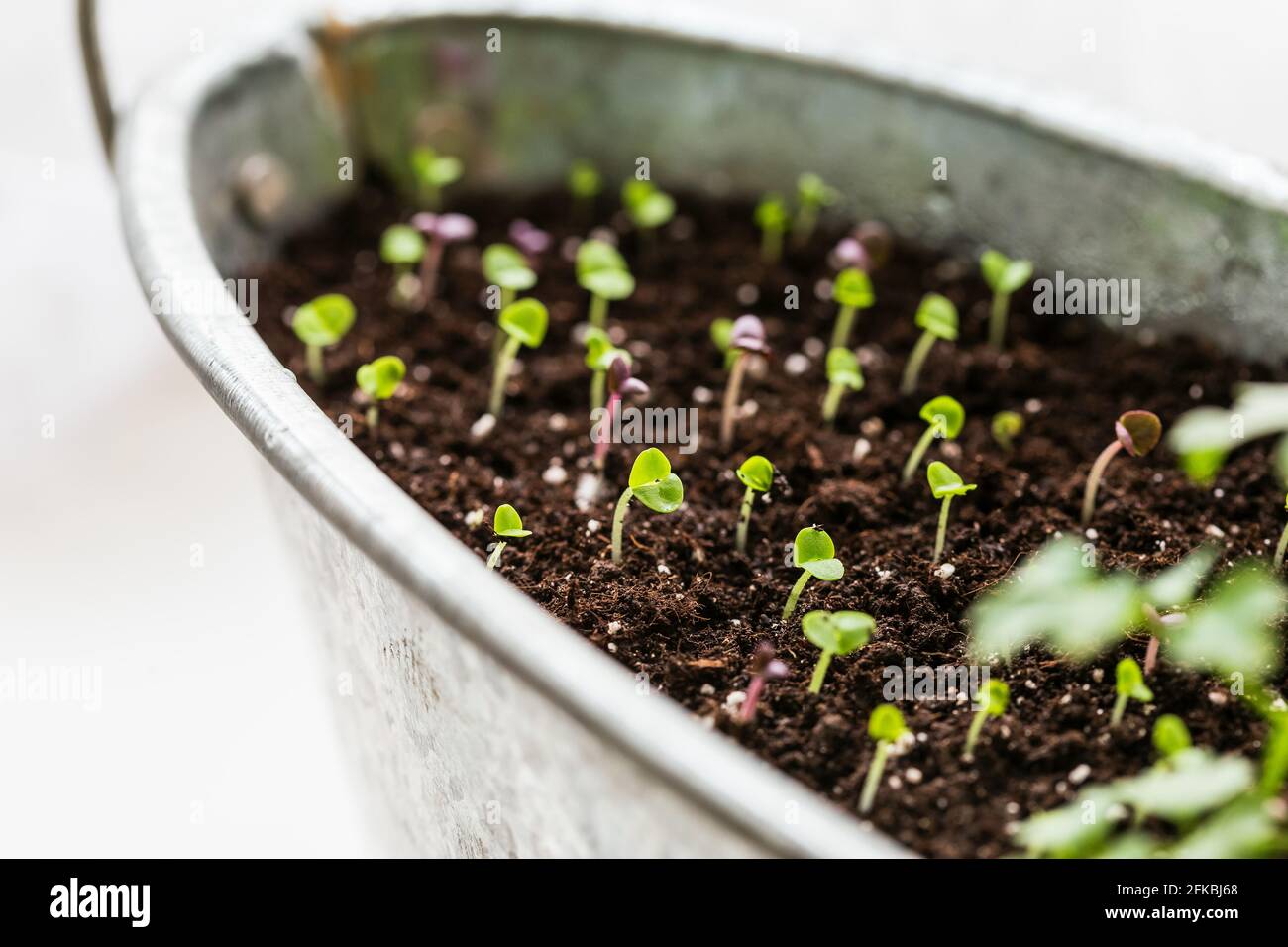 Young basil seedlings growing in the soil in a pot. New growth concept