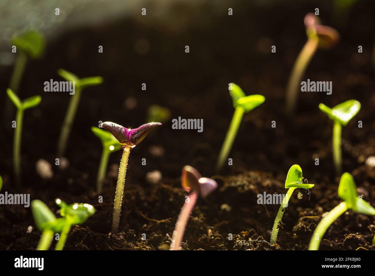 Young basil seedlings growing in the soil in a pot. New growth concept Stock Photo