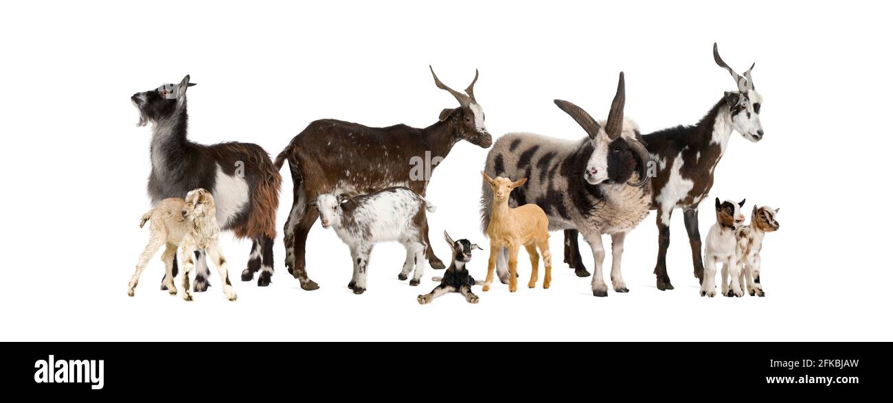Group of many goats and sheep in a row, isolated Stock Photo Alamy