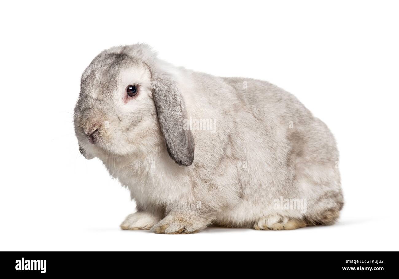 Grey Lop rabbit, isolated on white Stock Photo