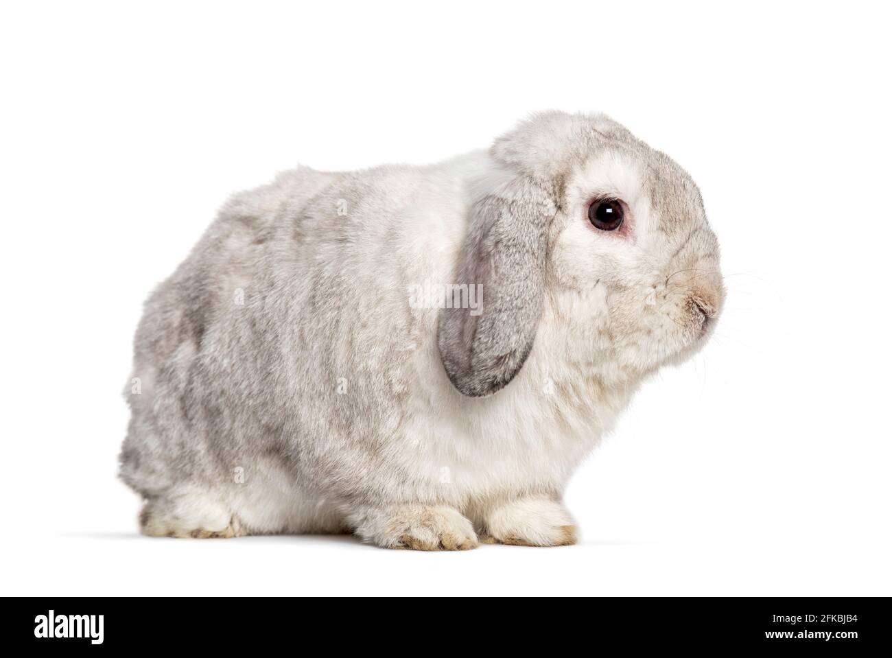 Grey Lop rabbit, isolated on white Stock Photo - Alamy