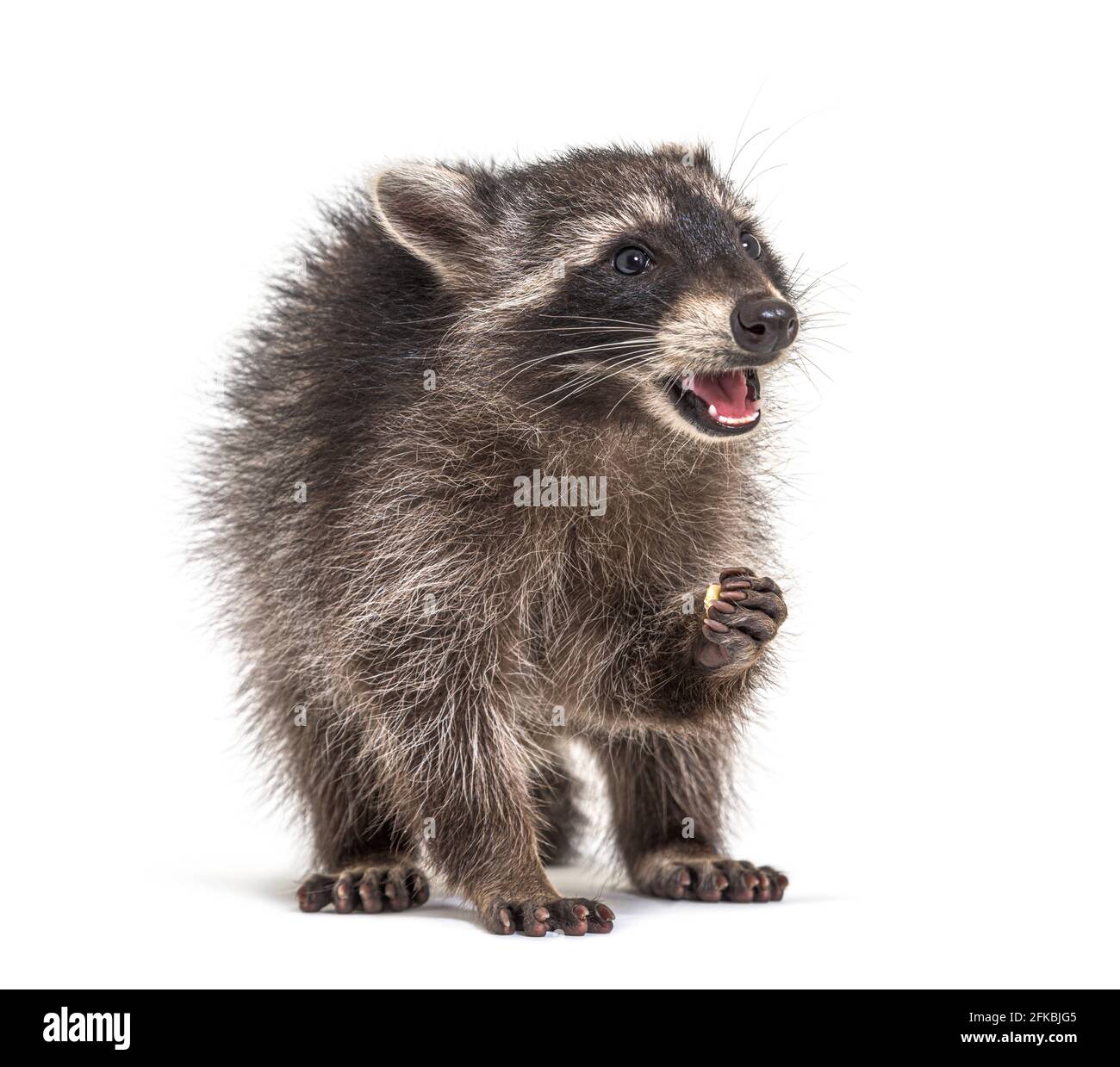 young raccoon, eating mouth open, isolated Stock Photo