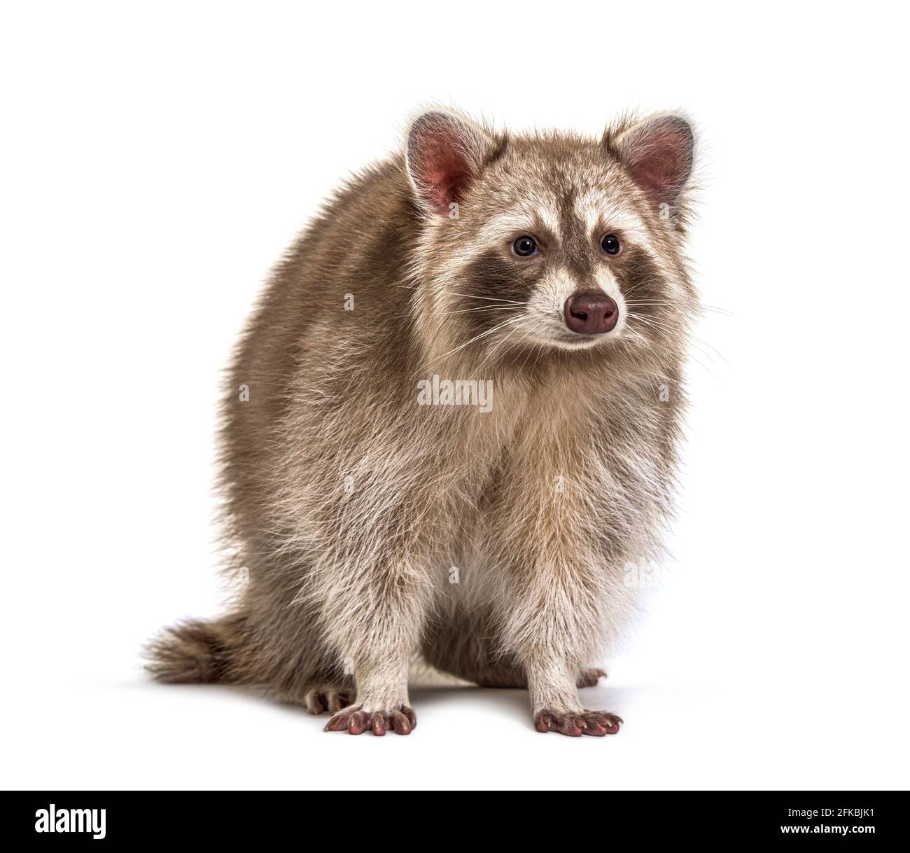 Red Haired Raccoon Red Raccoon facing at the camera isolated on white Stock Photo - Alamy