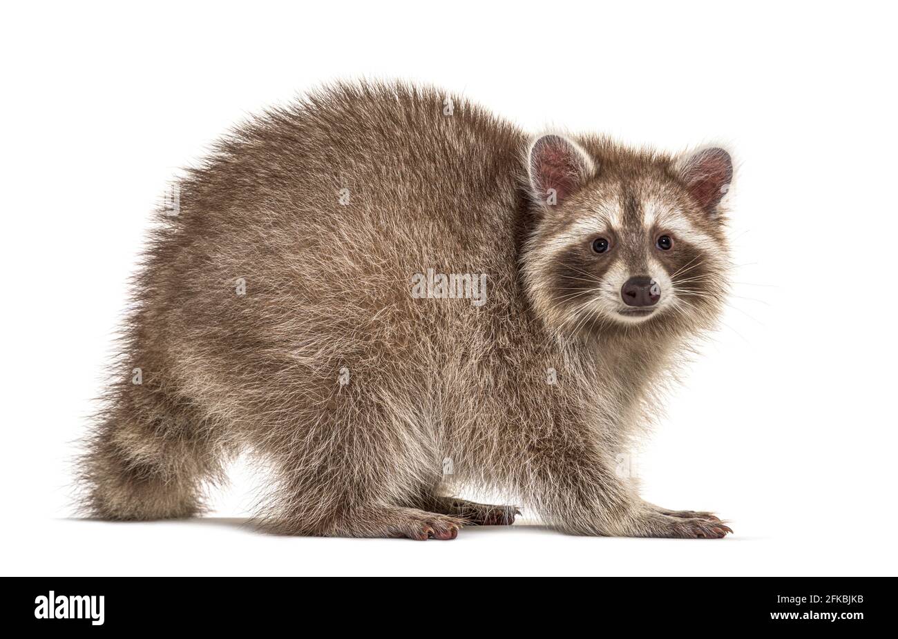 Side of Red Raccoon looking at isolated Stock Photo - Alamy