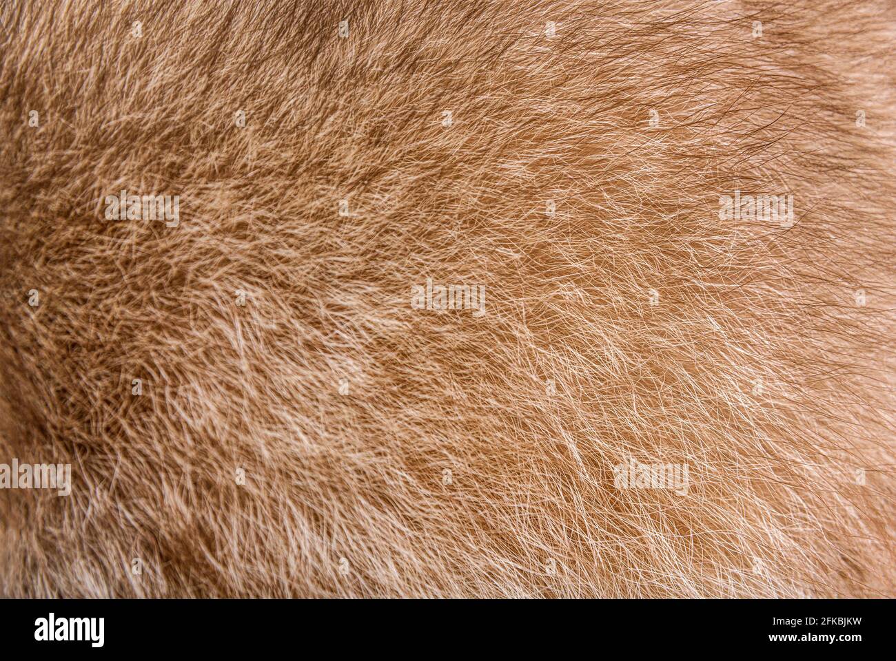 Fur closeup on a brown raccoon fur Stock Photo