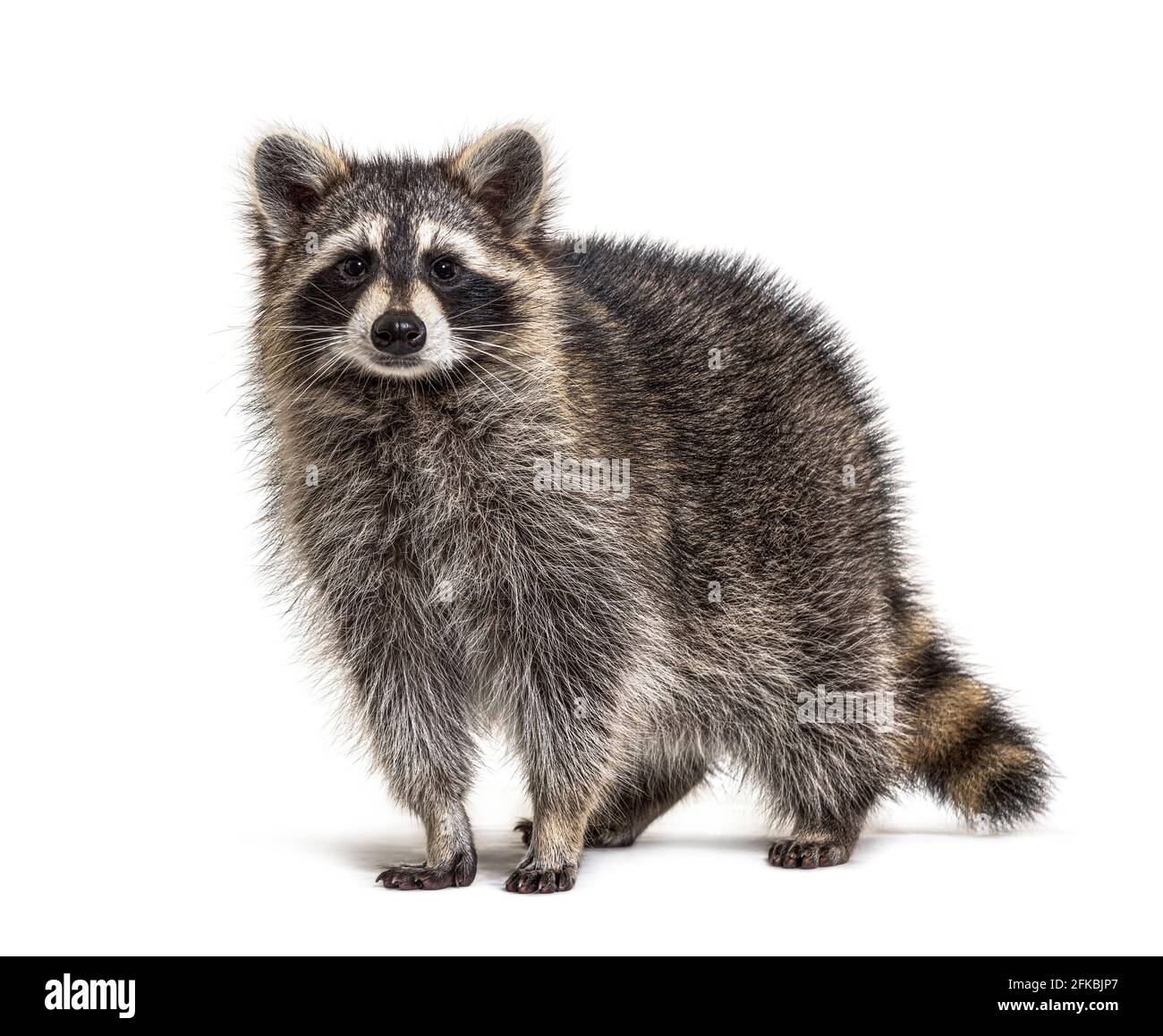 Young Raccoon standing in front and facing at the camera isolated on white Stock Photo Alamy