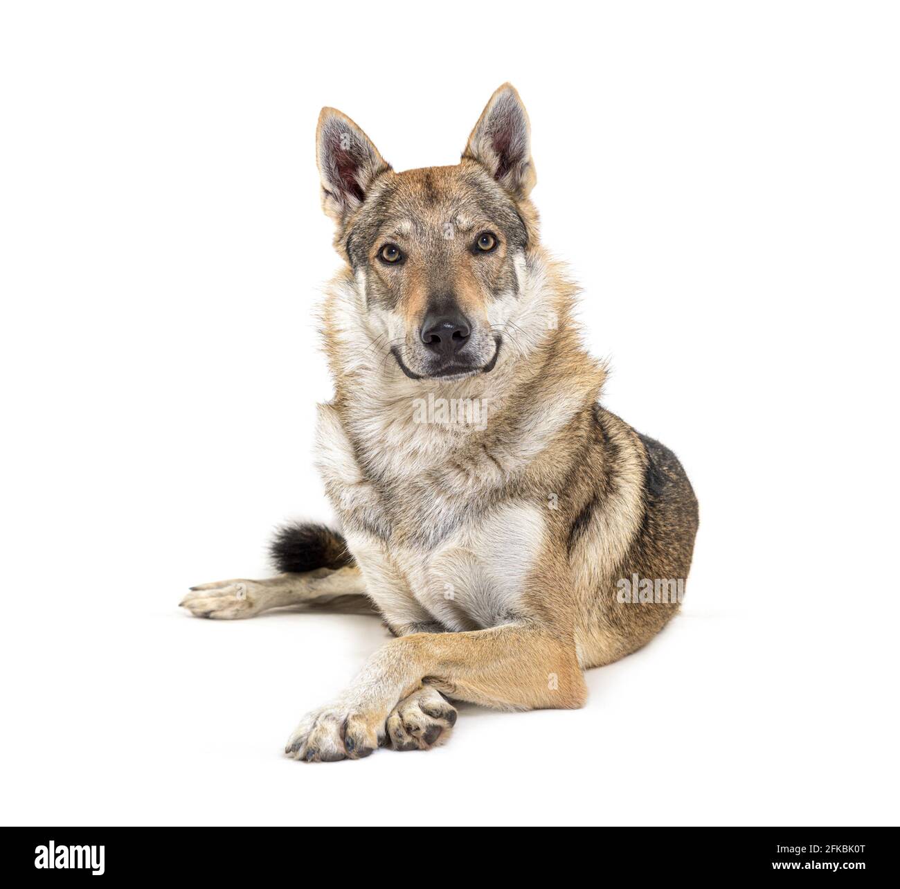 Czechoslovakian Wolfdog looking at the camera, lying in front Stock Photo