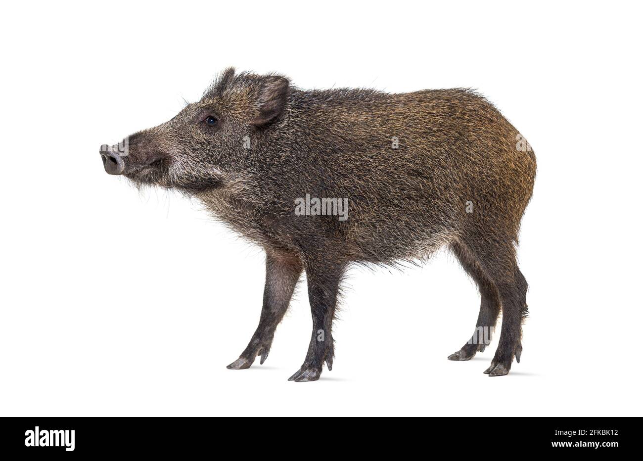 Standing Wild boar, isolated on white Stock Photo