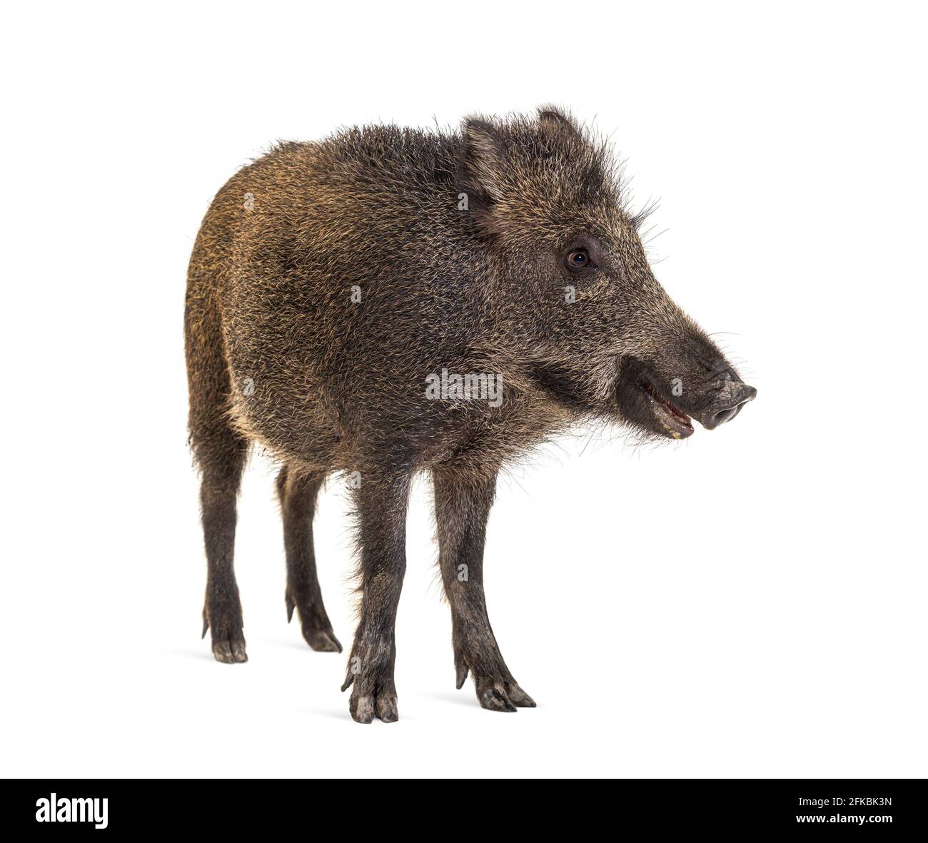 Standing Wild boar, isolated on white Stock Photo