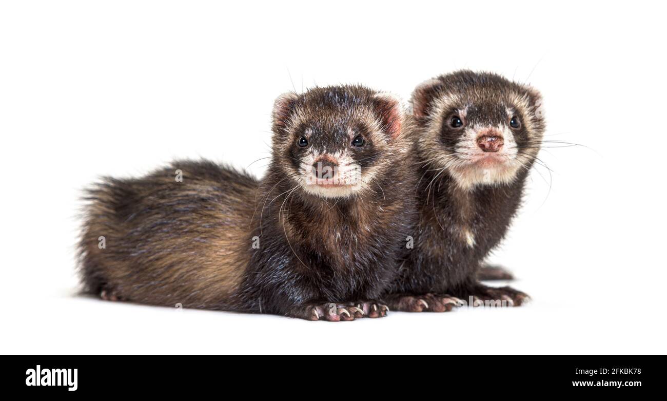 Two European polecat standing together, ferrets Stock Photo
