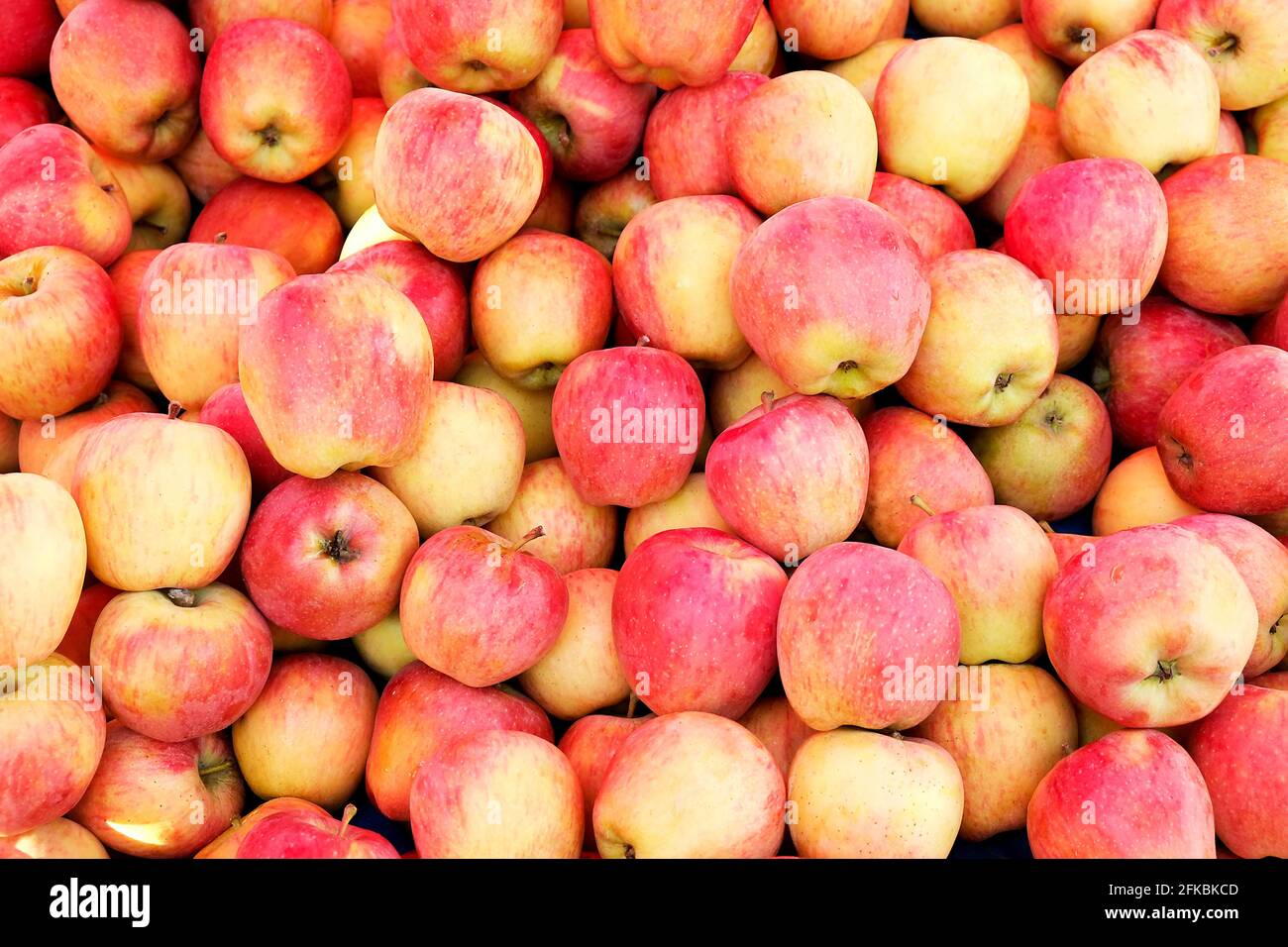 A bunch of ripe freshly picked organic crunchy red apples at local produce  farmers market counter. Clean eating concept. Sweet fruits for fit and heal  Stock Photo - Alamy