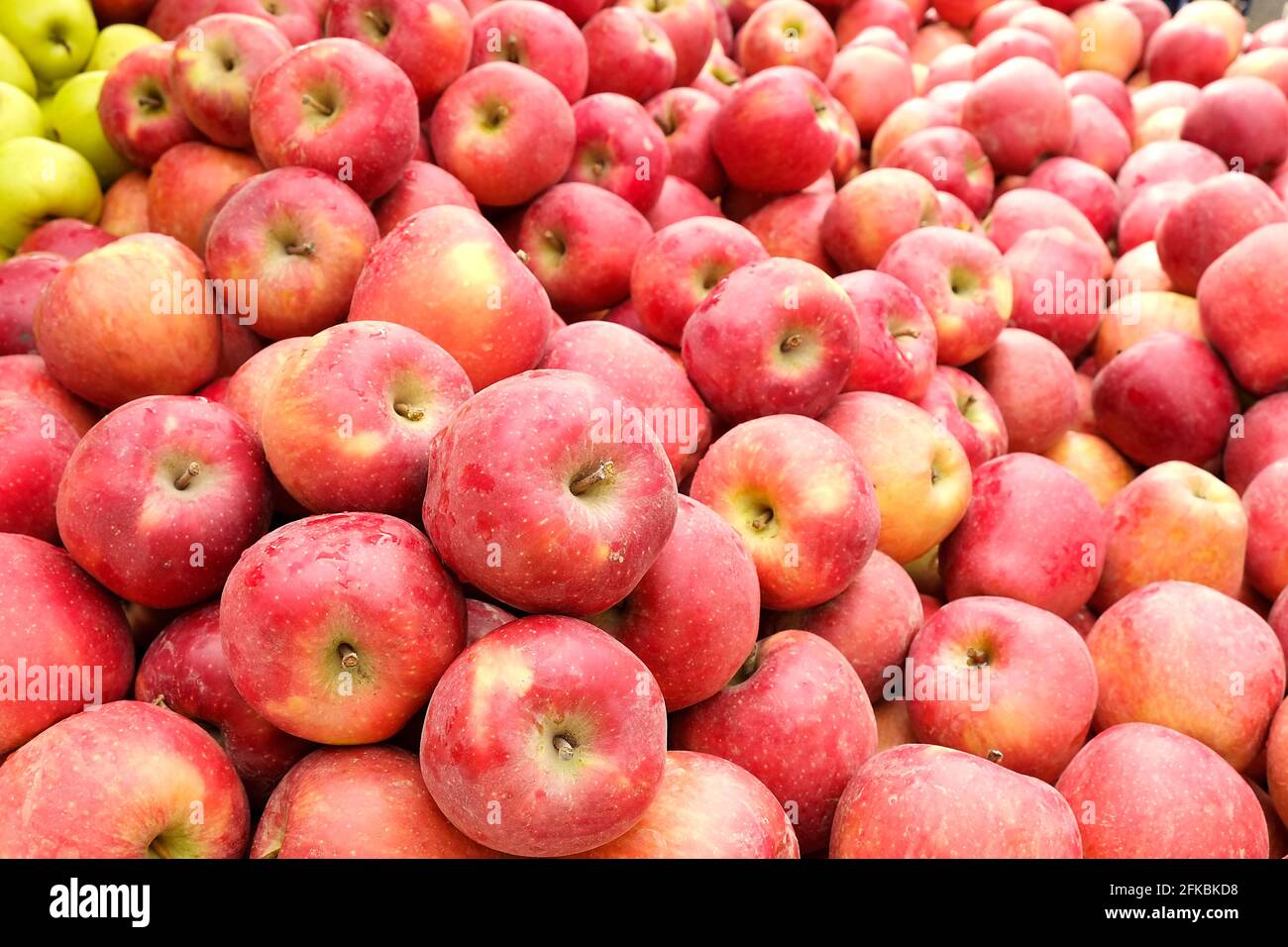 A bunch of ripe freshly picked organic crunchy red apples at local produce  farmers market counter. Clean eating concept. Sweet fruits for fit and heal  Stock Photo - Alamy