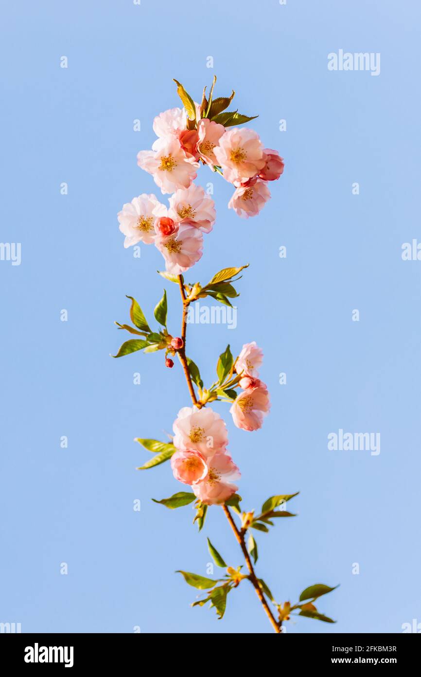 Amazing pink cherry blossoms on the Sakura tree in a blue sky. Branch ...
