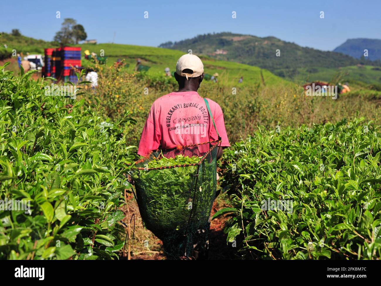 Tea plantation workers harvesting in the field at Mukumbani Tea Estate in South Africa Stock Photo