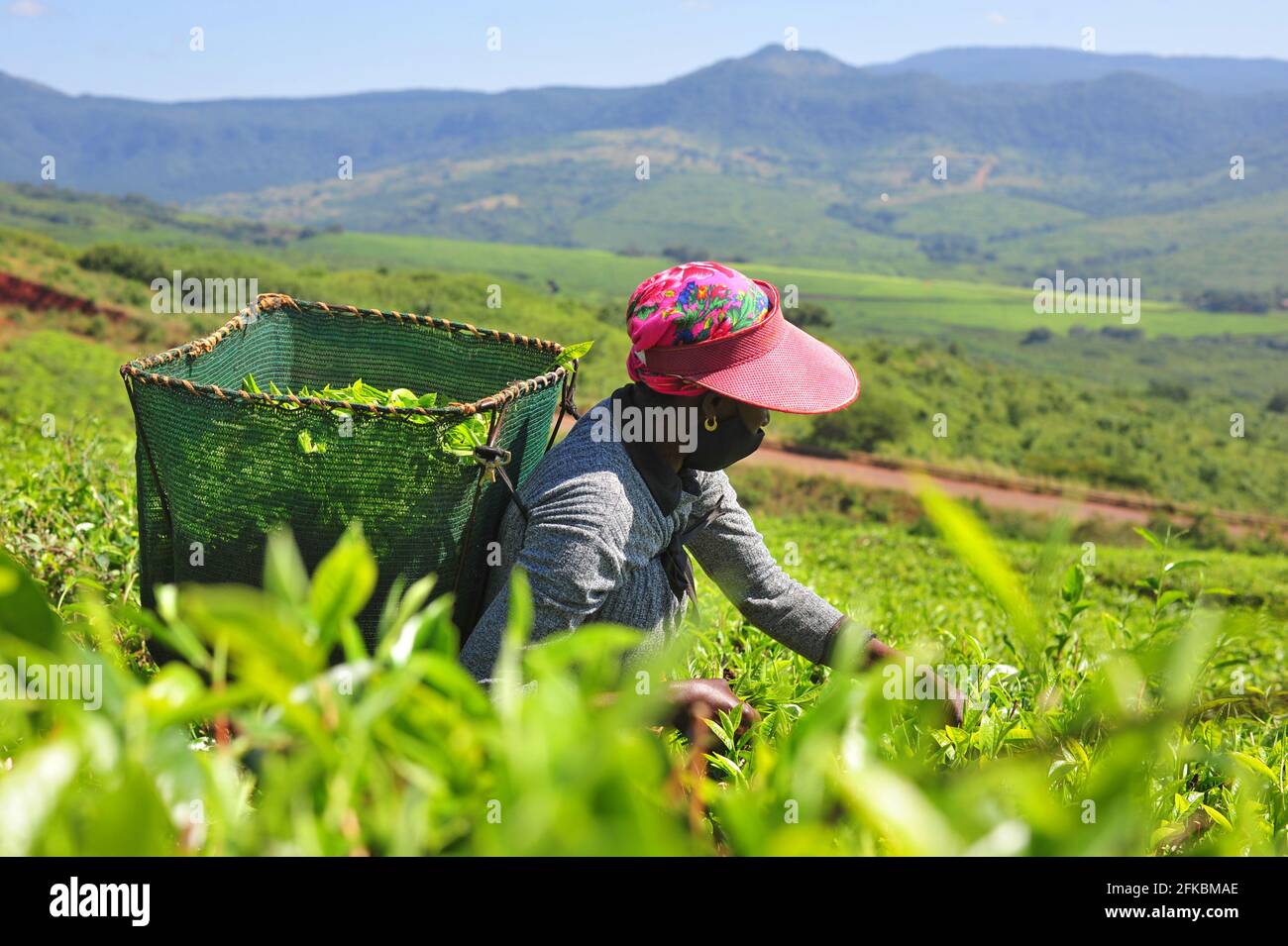 Tea plantation workers harvesting in the field at Mukumbani Tea Estate in South Africa Stock Photo
