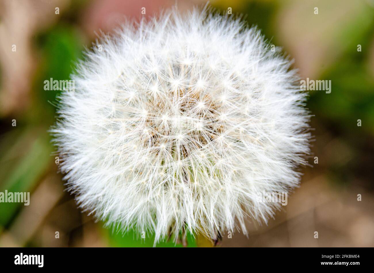 Close up view of a dandelion (or taraxacom the latin name) seed head with seeds attached to fluffy white parachutes. Stock Photo