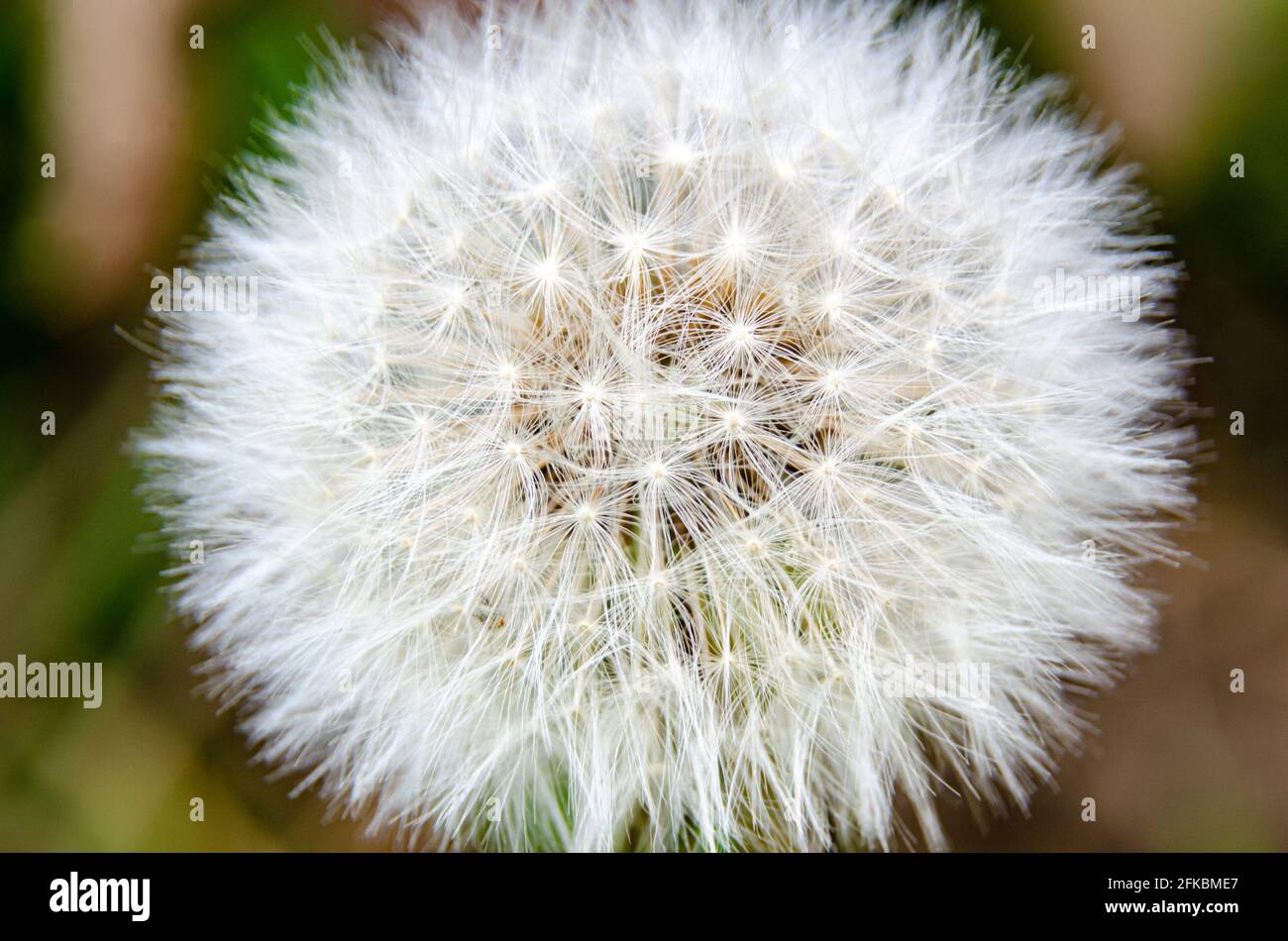 Close up view of a dandelion (or taraxacom the latin name) seed head with seeds attached to fluffy white parachutes. Stock Photo