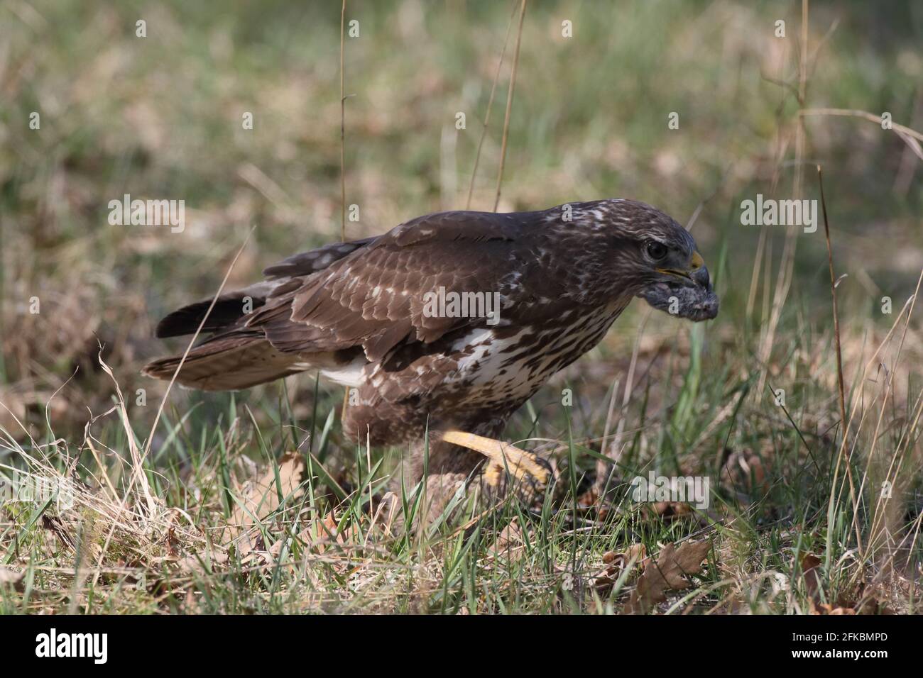 common buzzard (Buteo buteo) with prey mouse Stock Photo - Alamy