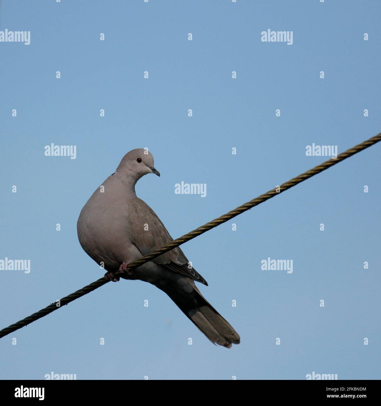 Photographing collared doves hi-res stock photography and images - Alamy