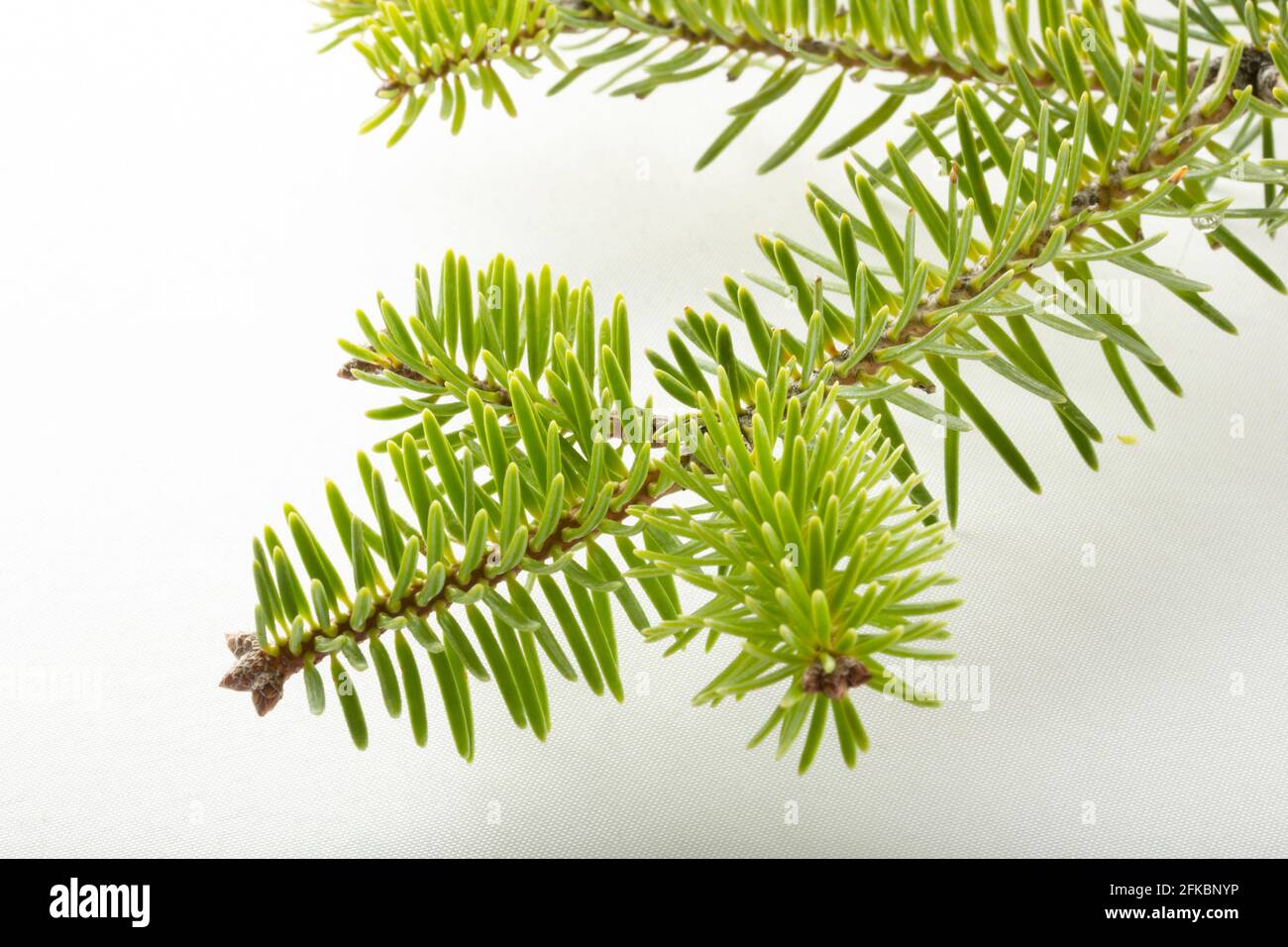 fir tree branch on a white background Stock Photo - Alamy