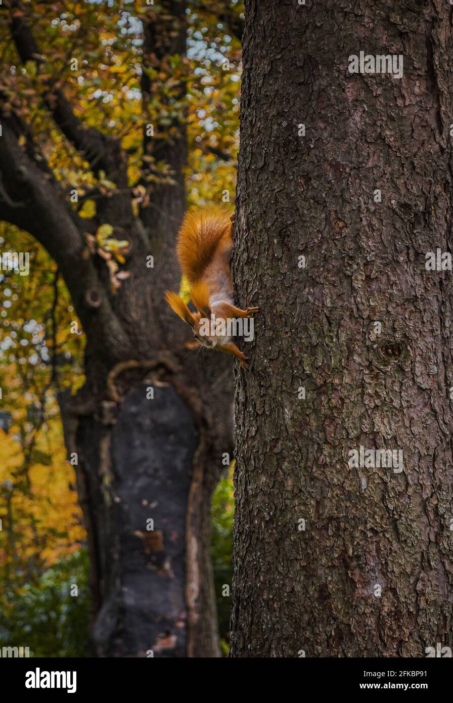 Cute curious red tree squirrel looking out from behind of fir tree trunk. Wild rodent in its natural habitat. Autumn season. Park at background. Selec Stock Photo