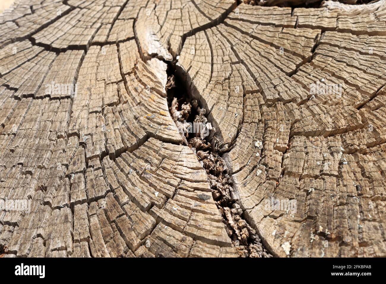 Wooden cross section . Abstract wood texture background Stock Photo - Alamy