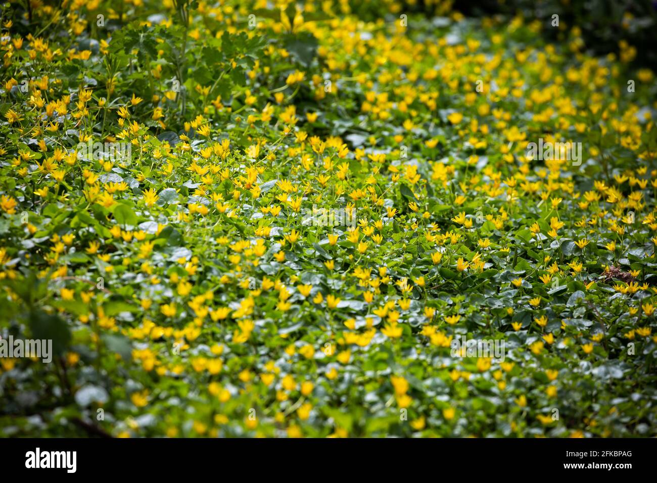 Yellow anemone blooming in the park on the shore of the pond. Made in a shaded place, soft light, blurred background. Stock Photo
