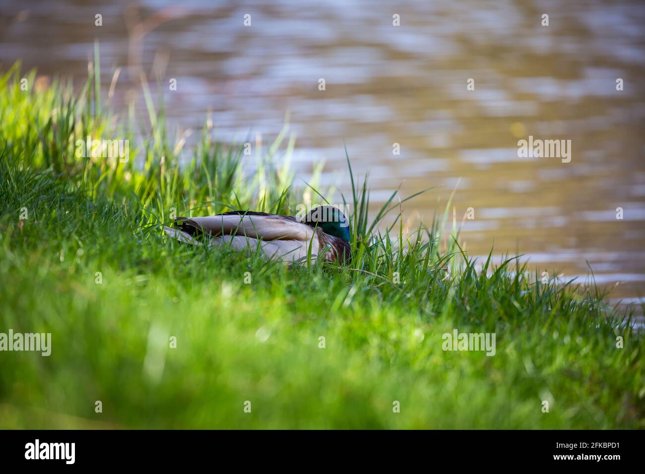 A close-up of a male duck resting on waterline. Made on a sunny day Stock Photo