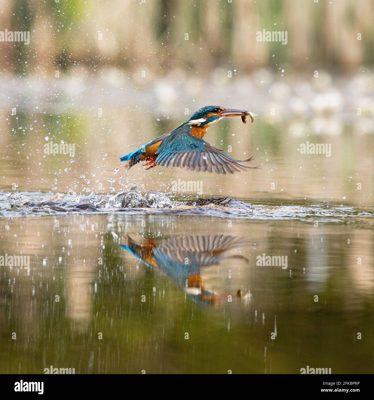 Common european kingfisher (alcedo atthis) flying emerging from water with fish in beak making a splash Stock Photo