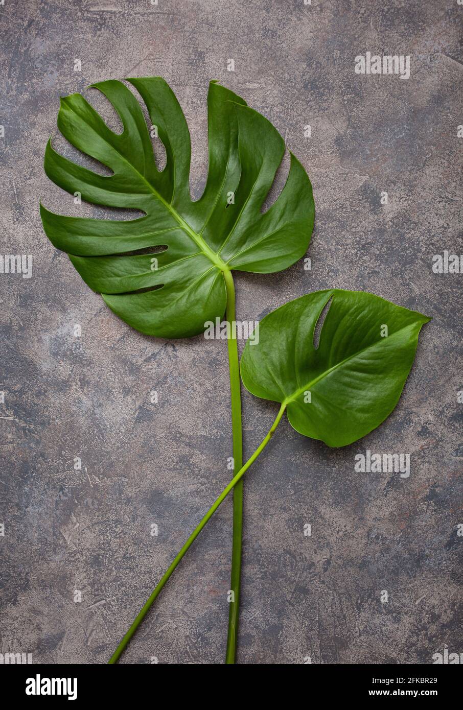 monstera leaf tropical plant on gray background Stock Photo