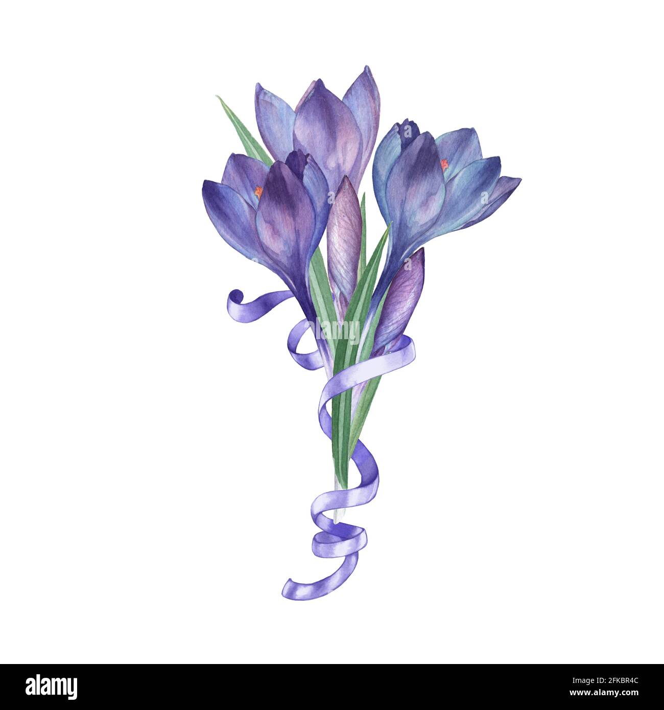 Crocus 2. Watercolor floral bouquet. Ideal for festive decoration and wedding invitation cards.Hand-drawing. Isolated on white Stock Photo