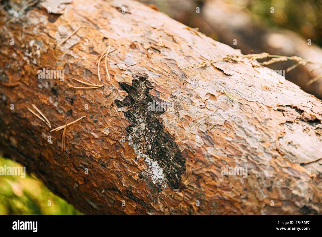 Bear Claw Marks On Fallen Pine Tree Stock Photo