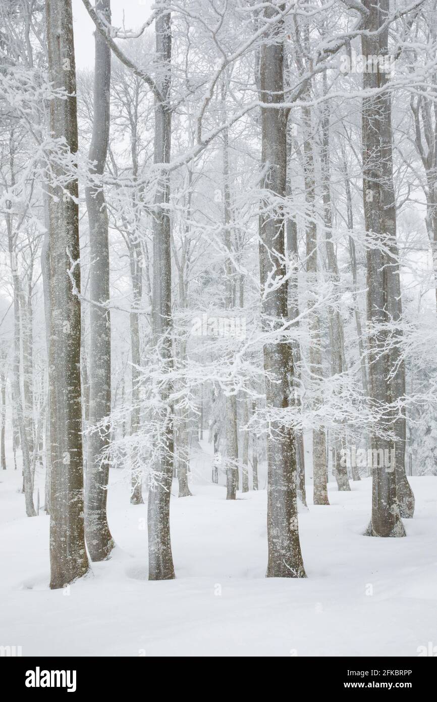 Snow covered beech tree forest in winter, Neuenburg, Switzerland, Europe Stock Photo