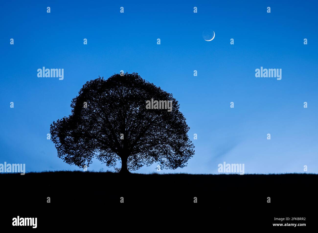 Silhouette of lime tree at night under crescent moon and night sky, Zurich, Switzerland, Europe Stock Photo