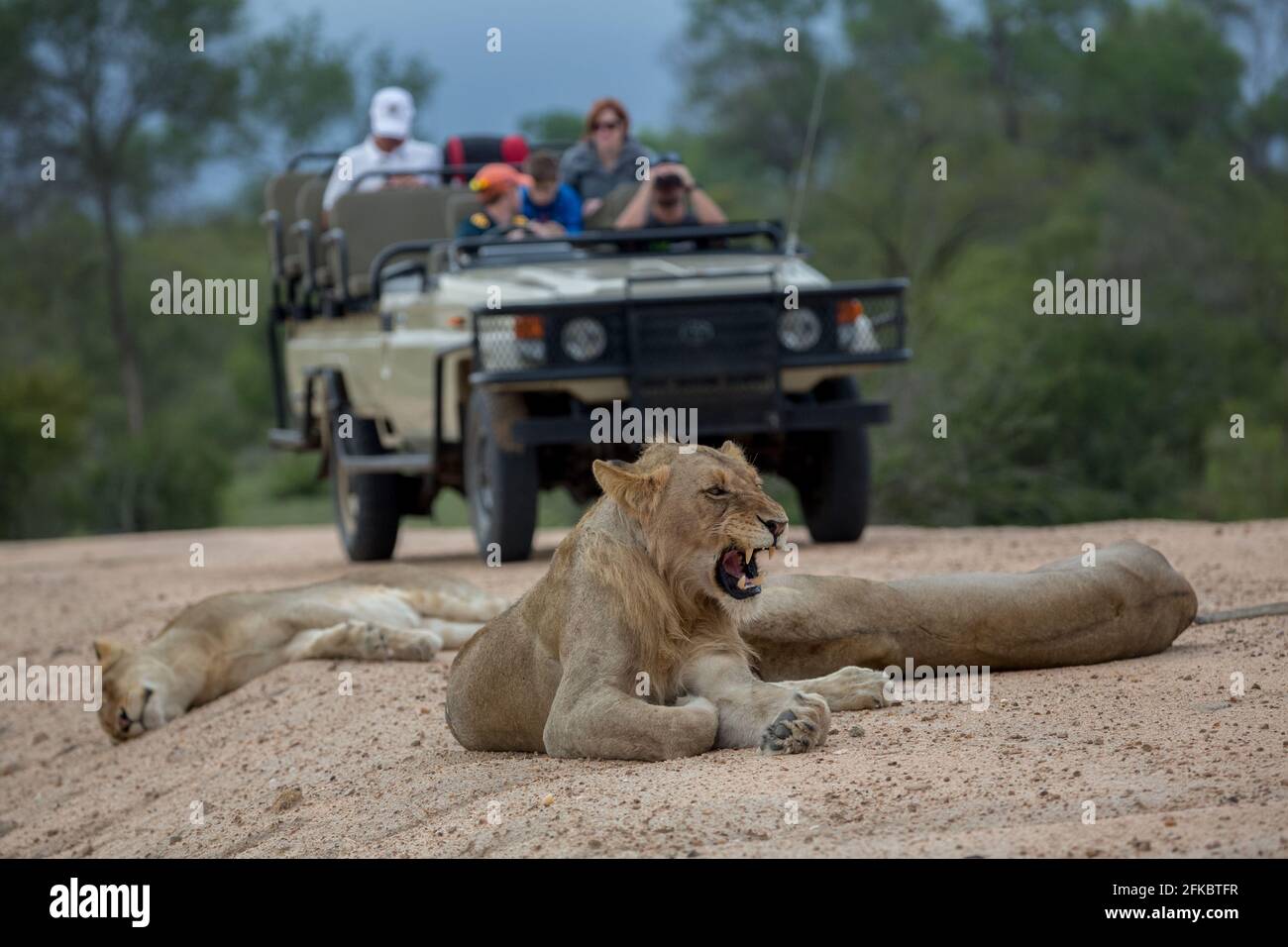 A lioness snarling and watched on by tourists on a game drive in Sabie Sands Game Reserve, Mpumalanga South Africa Stock Photo