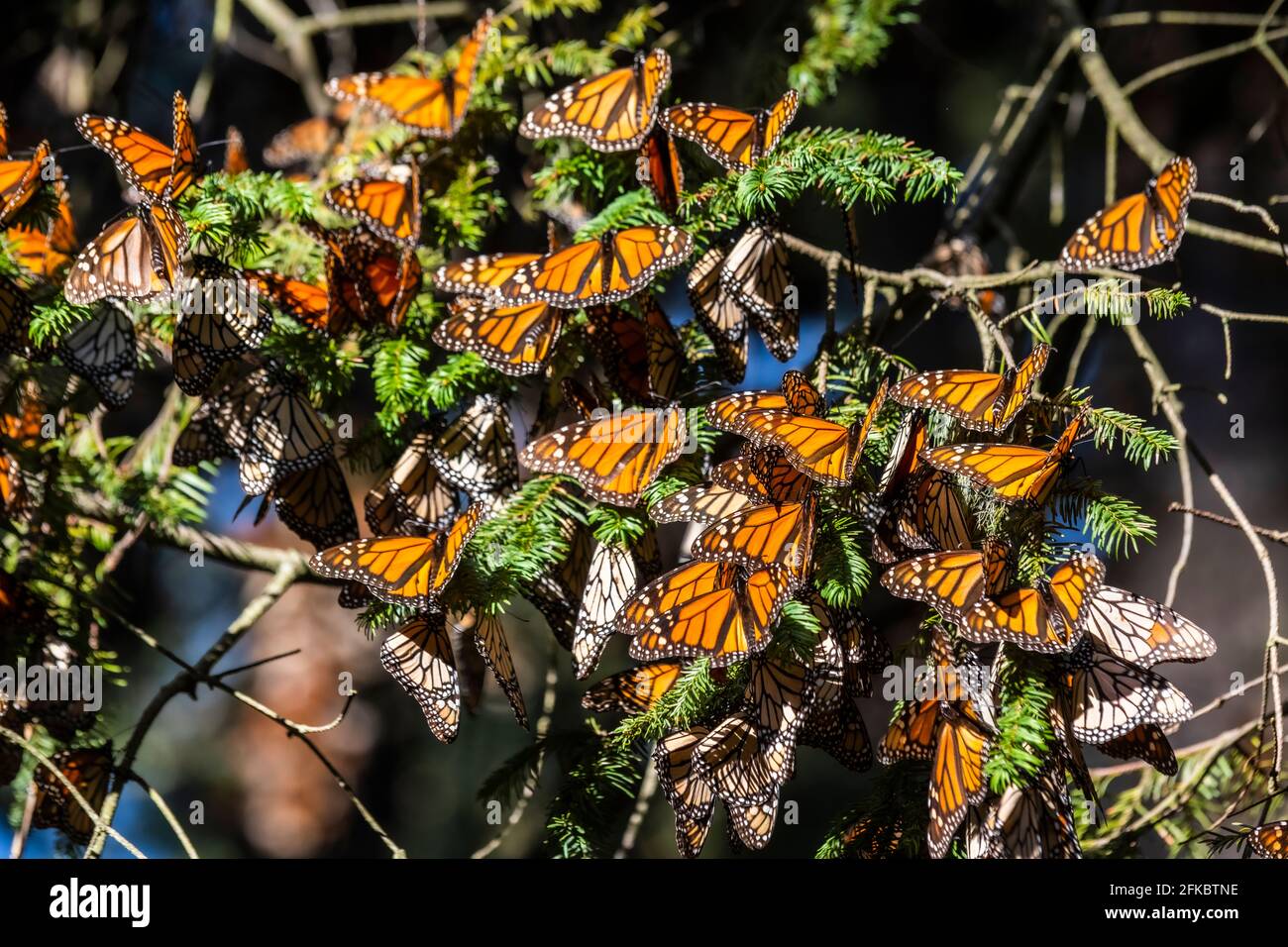 Millions of butterflies covering trees, Monarch Butterfly Biosphere