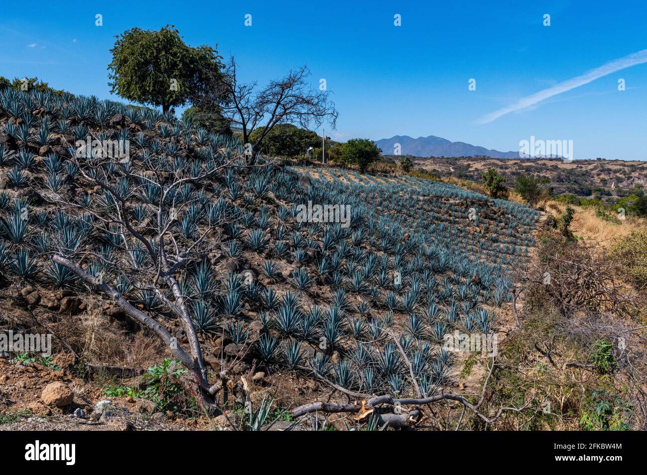 Blue Agave field, UNESCO World Heritage Site, Tequila, Jalisco, Mexico