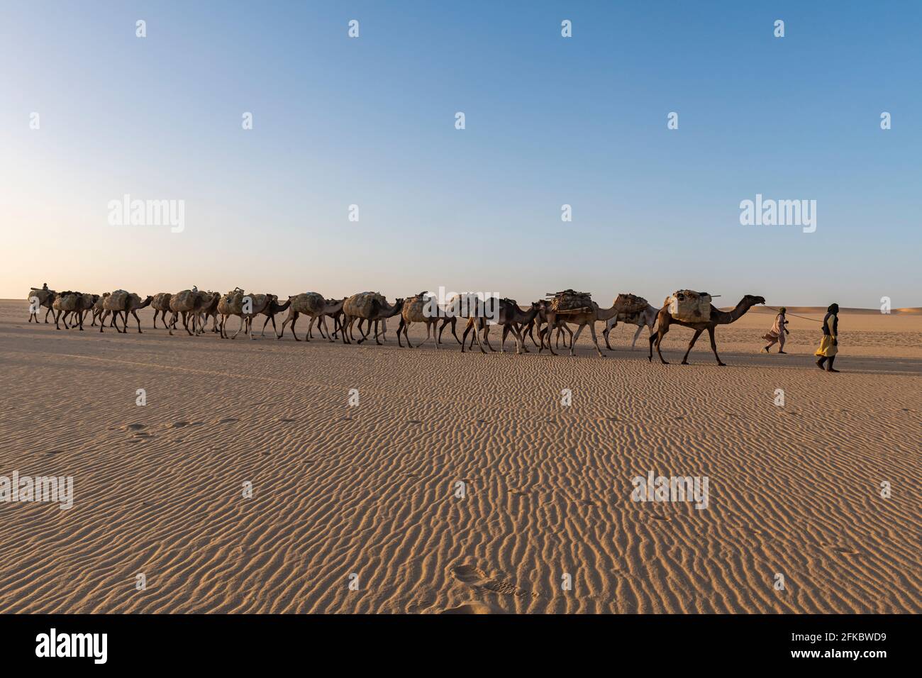 Salt caravan transporting salt through the desert, Oasis Fachi, Tenere desert, Niger, West Africa, Africa Stock Photo