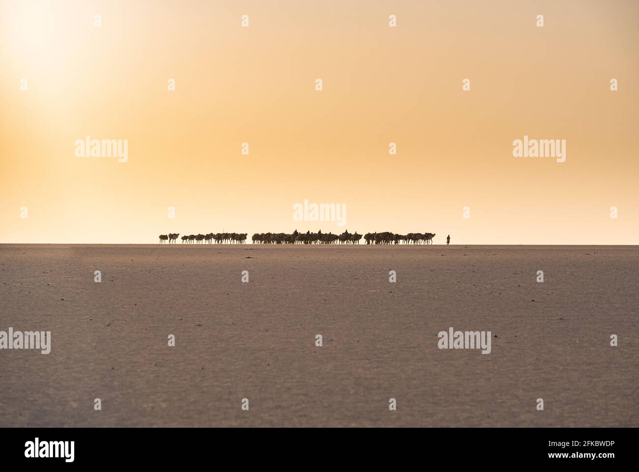 Salt caravan transporting salt through the desert, Oasis Fachi, Tenere desert, Niger, West Africa, Africa Stock Photo