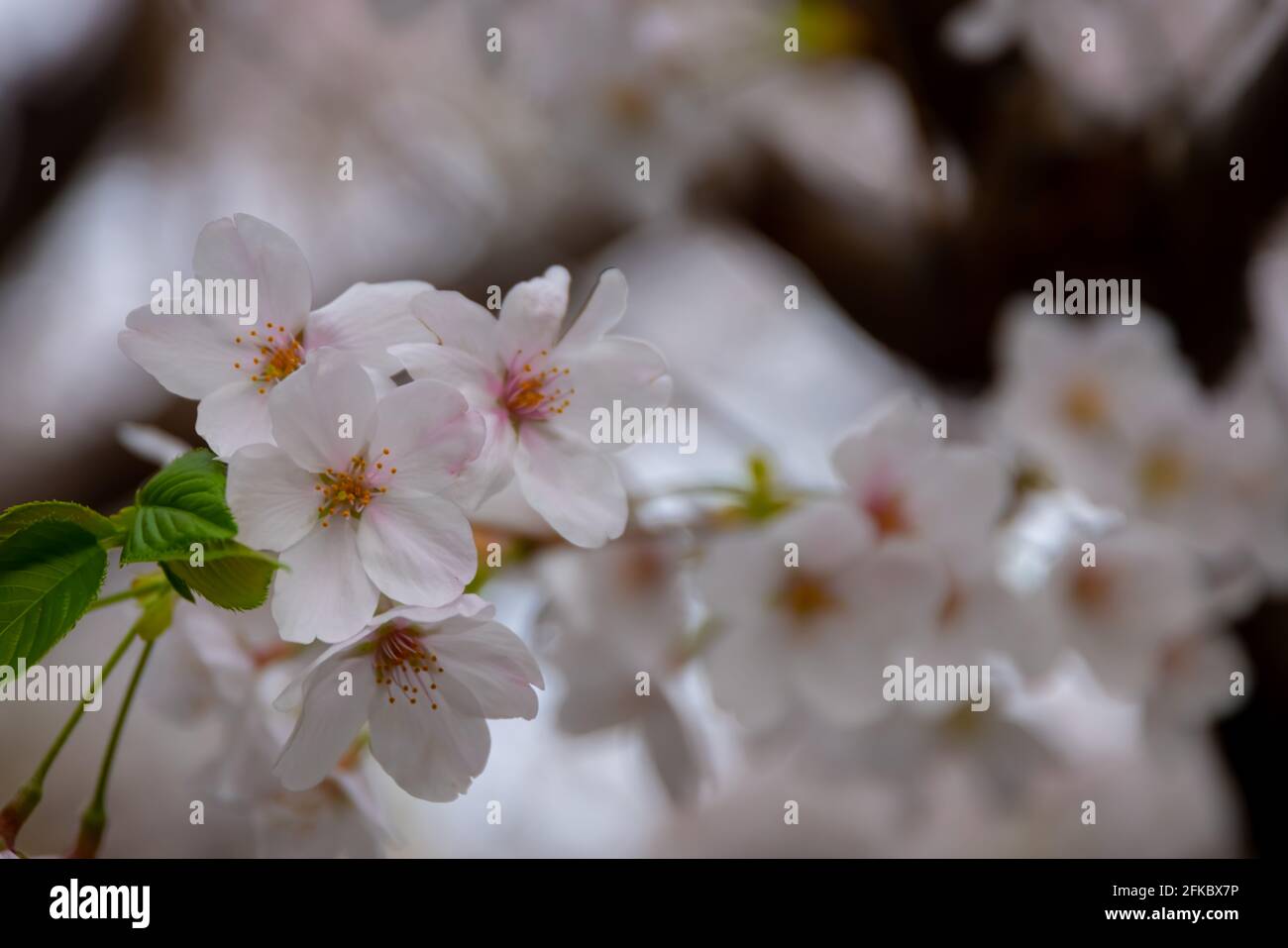 Beautiful shot cherry blossom hi-res stock photography and images - Alamy