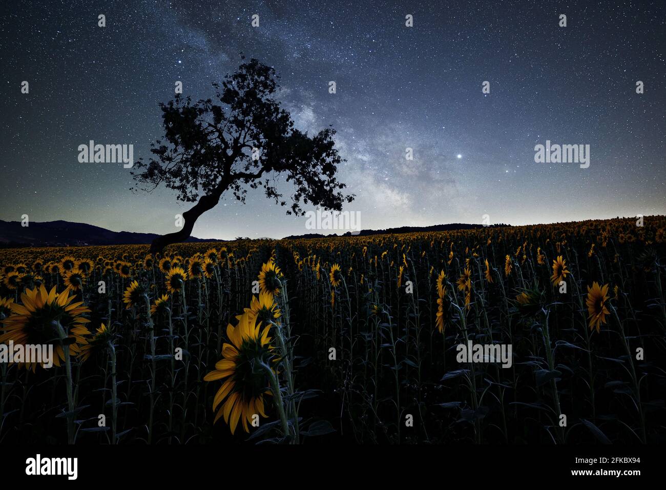 Milky Way above a sunflowers field with a bent tree silhouette, Emilia Romagna, Italy, Europe Stock Photo