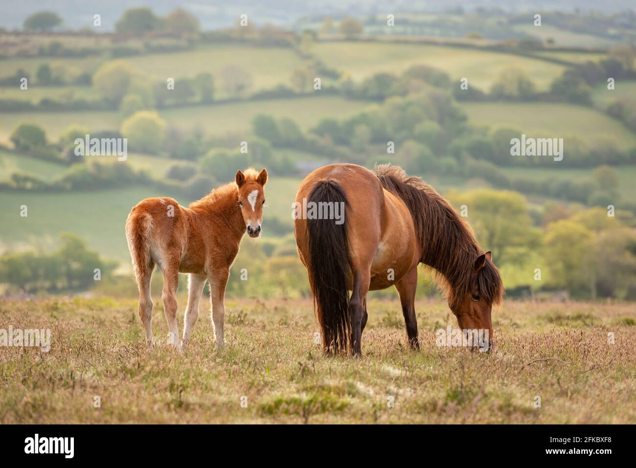 Mother and foal Dartmoor Ponies grazing on the moor, Dartmoor National Park, Devon, England, United Kingdom, Europe Stock Photo