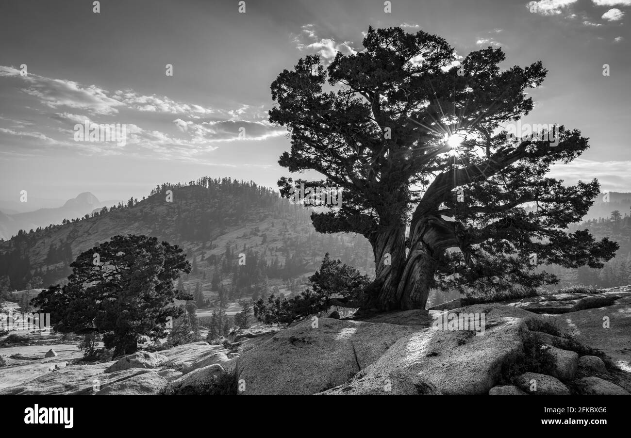 Ancient Western Juniper tree growing on the granite slopes above Olmstead Point in Yosemite National Park, UNESCO, California, USA, North America Stock Photo
