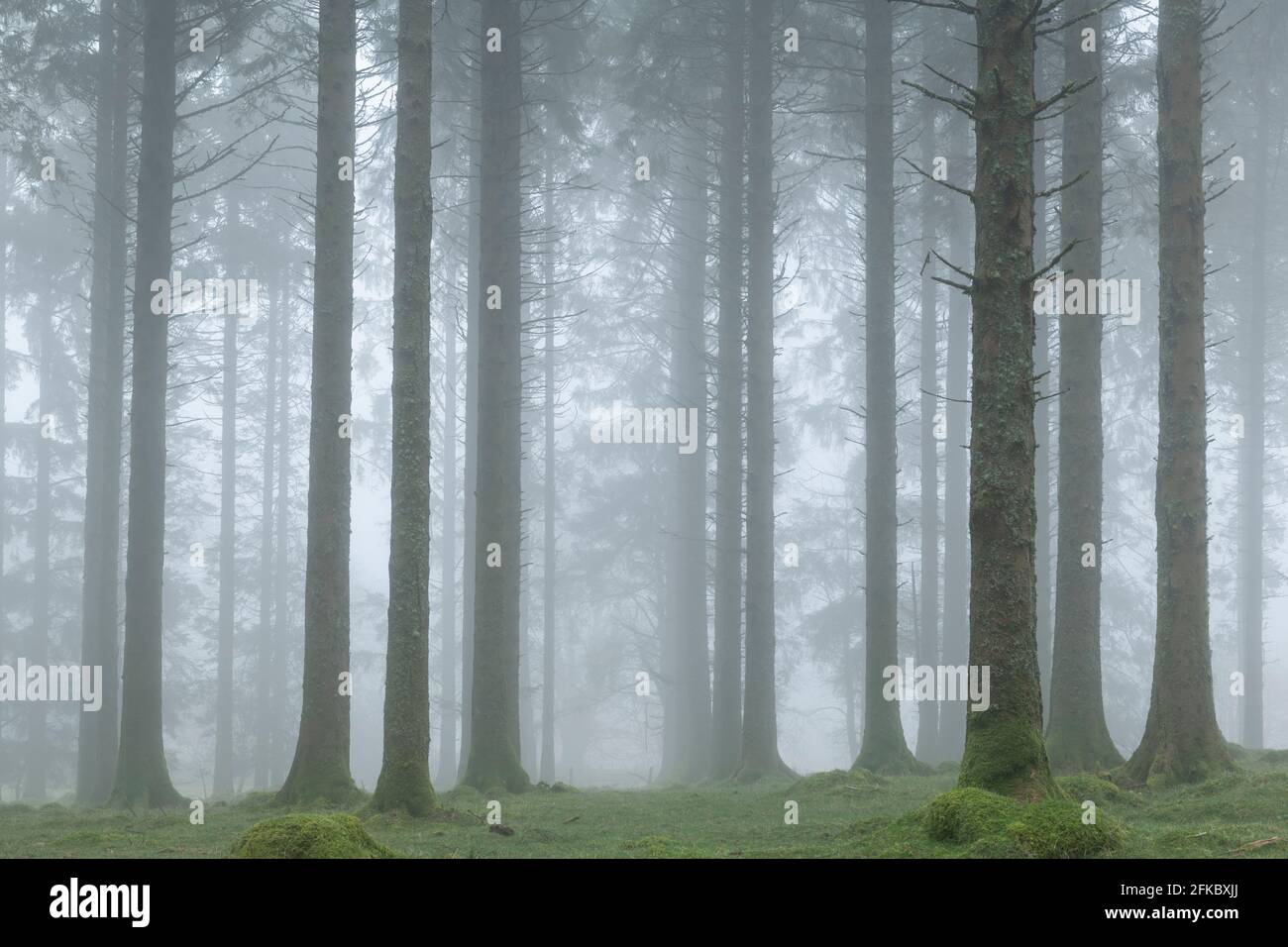 Foggy winter morning in a conifer woodland near Fernworthy Reservoir, Dartmoor, Devon, England, United Kingdom, Europe Stock Photo